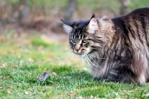 egy maine coon macska, aki egérre vadászik a szabadban