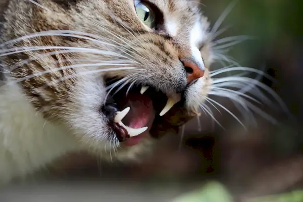 primer plano de gato