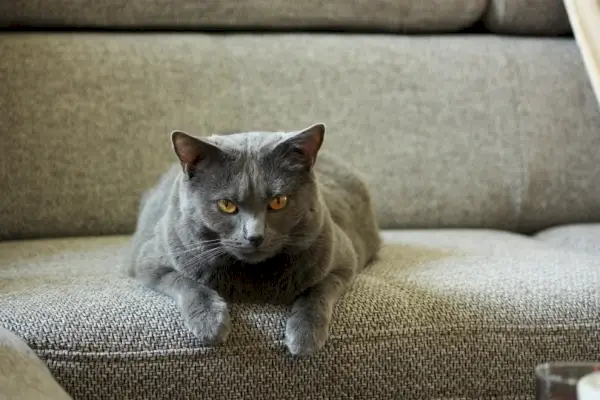 Chartreux-Katze liegend_Piqsels