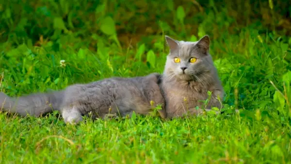 Chartreux-Katze im Gras_Piqsels