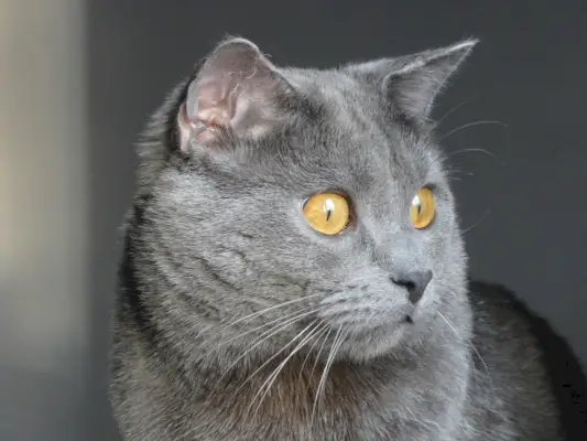 Chartreux-Katzenaugen_LucasBouillon_Pixabay