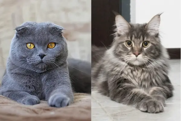 Scottish Fold a Maine Coon