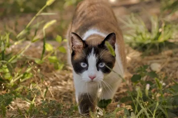 katt som går i naturen