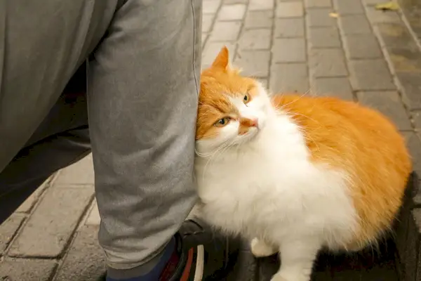 Katze reibt Gesicht an Mann