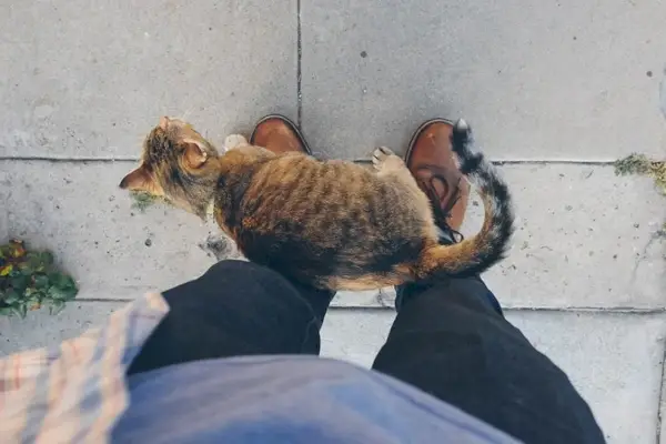 Perché i gatti si strofinano contro le gambe? Spiegazione dei feromoni felini