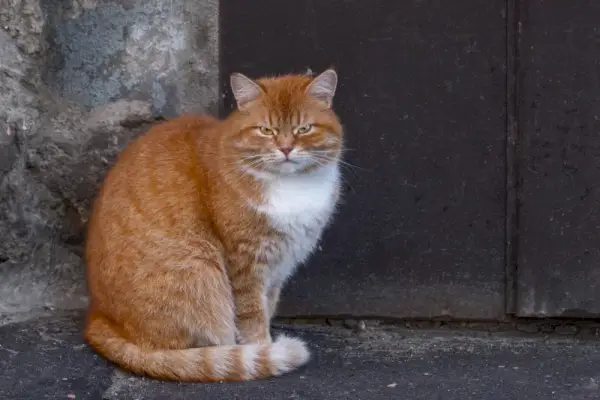 Gat Cymric assegut amb la cara enfadada