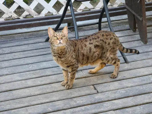 Eine Savannah-Katze, die draußen auf einer Hinterhofterrasse steht