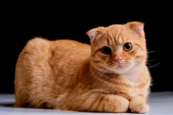 gatto rosso Scottish Fold su uno sfondo scuro