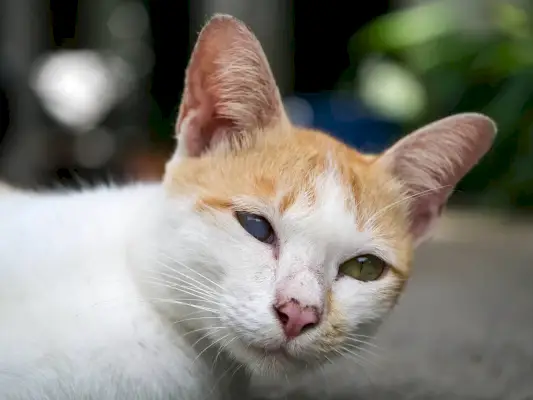 halvblind katt på marken