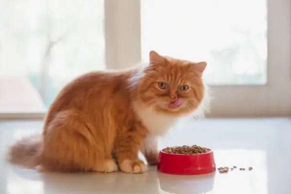 gato persa comendo comida seca