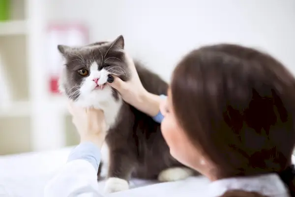 Veterinário examinando dentes de um gato persa