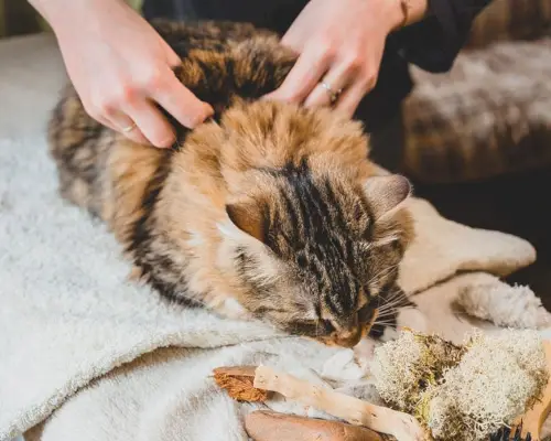 Hände kneifen die Haut der getigerten Katze