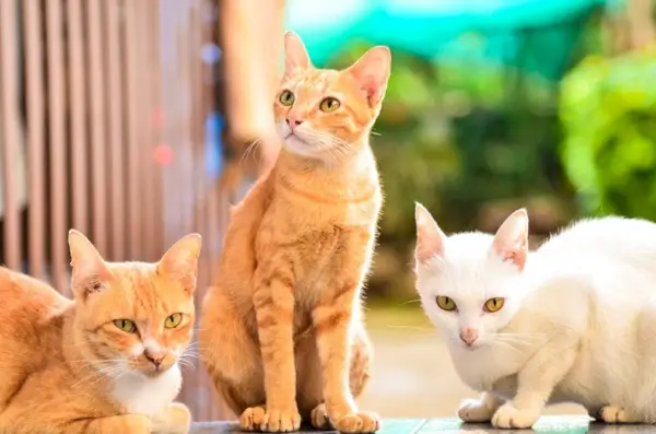 três gatos domésticos ao ar livre