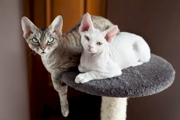 dois gatos Devon Rex estão sentados no poste