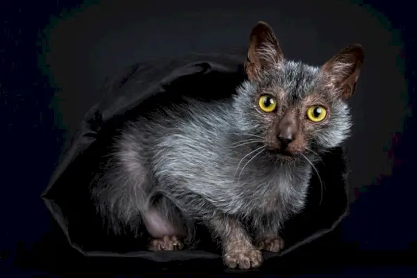 Chat loup-garou Lykoi à l'intérieur d'une couverture