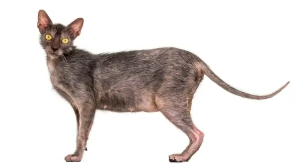 Combien coûte un chat Lykoi ? Guide des prix 2024