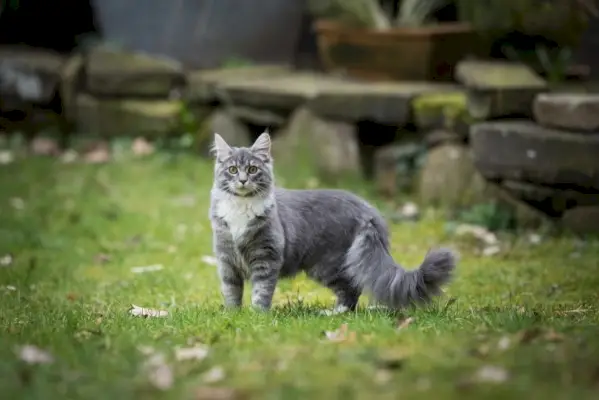 blå maine coon stående i græsset