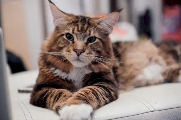 Maine-Coon-cat_ShotPrime Studio, Shutterstock