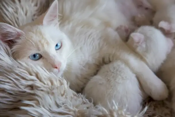 子猫に授乳する母猫