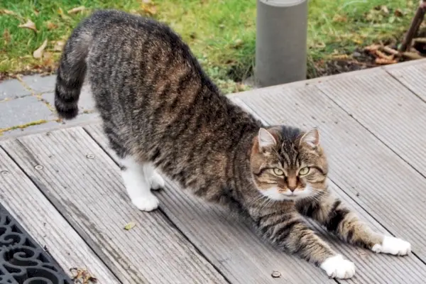 ストレッチするメインクーン猫