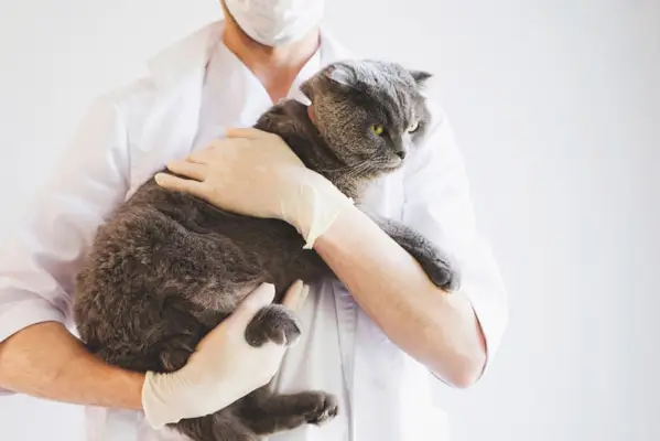 veterinario sosteniendo un gato mayor