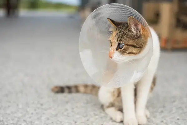 gato con collar electrónico después de la cirugía