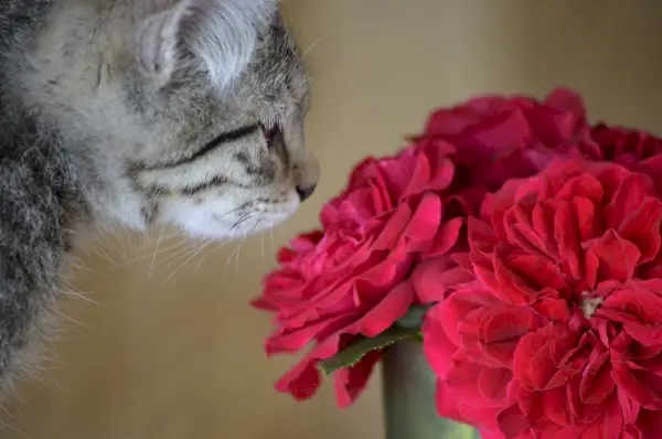 Waarom worden katten aangetrokken door rozen? 8 verrassende redenen