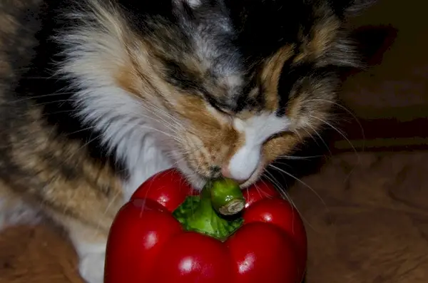 Katte lugter paprika