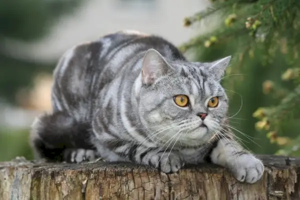 Tabby-Katzenaugen