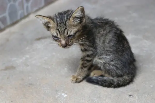 syk kattunge sitter på gulvet