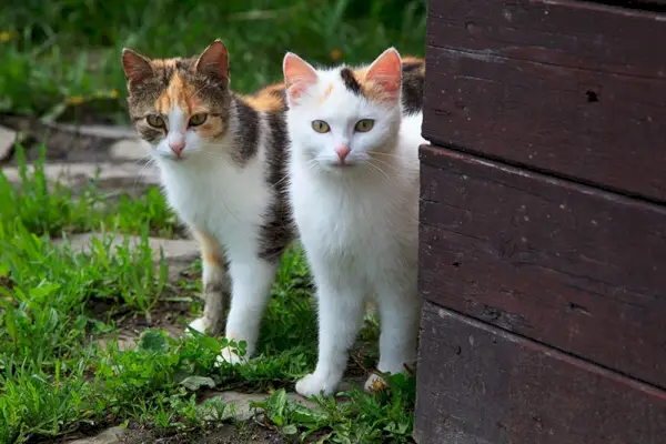 Os gatos irmãos acasalam? Fatos e dicas de prevenção aprovados pelo veterinário