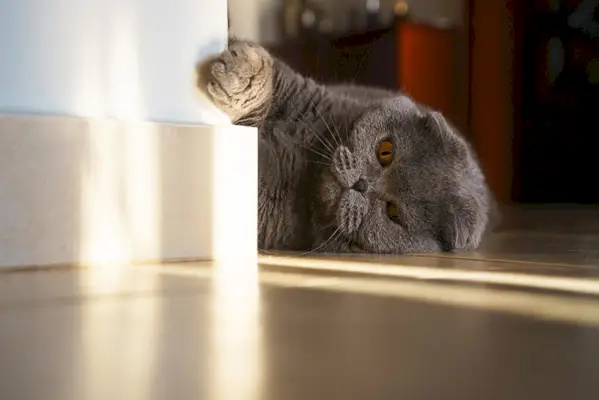 Graue britische Rassekatze liegt auf dem Boden