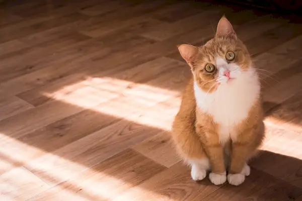 Rote Katze sitzt auf dem Boden und neigt den Kopf