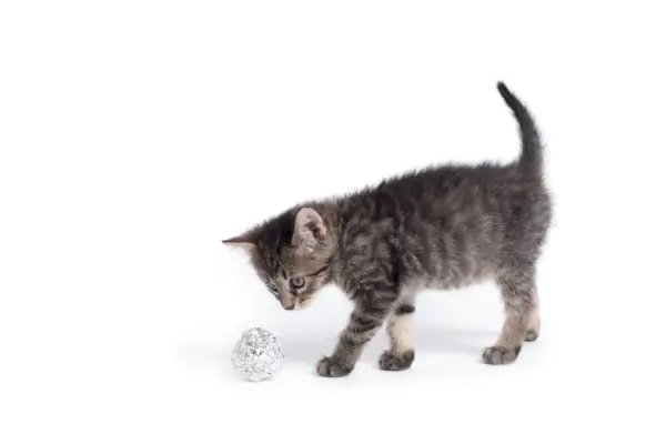 Katze spielt mit Aluminiumfolienball