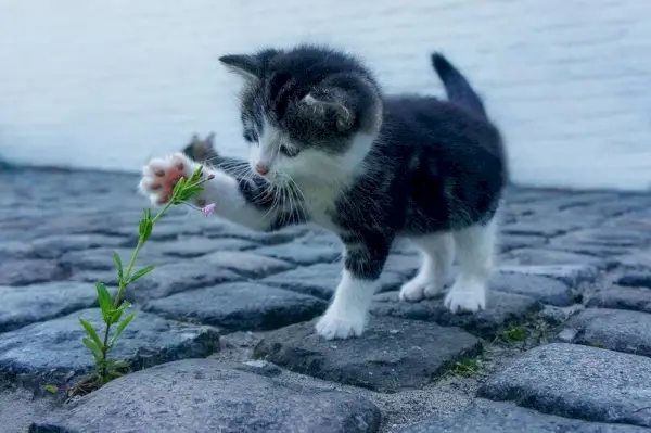 Kätzchen spielt mit Blumenpflanze auf Kopfsteinpflaster