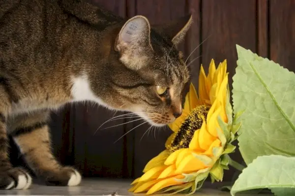 Gestreifte Katze schnüffelt an Sonnenblume