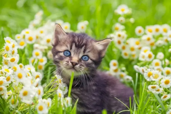 süßes Kätzchen, das in Blumen sitzt