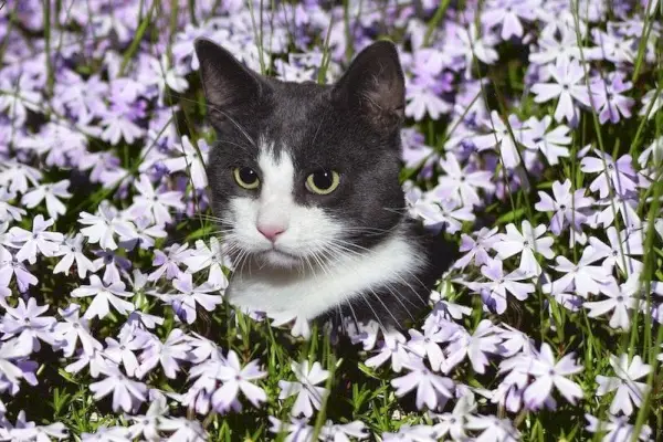 Schwarz-weiße Katze in einem Feld mit lila Blumen