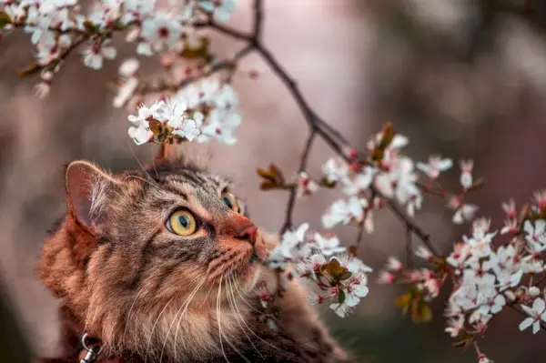 Nahaufnahme einer getigerten Katze mit goldenen Augen und Kirschblüten am Baum