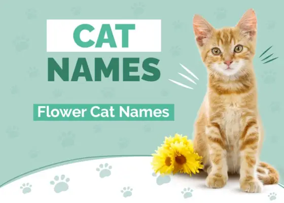 Blumennamen für Katzen