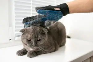 Bürstende Katze mit Handschuhen