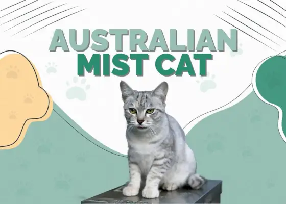 Austrálska Mist Cat