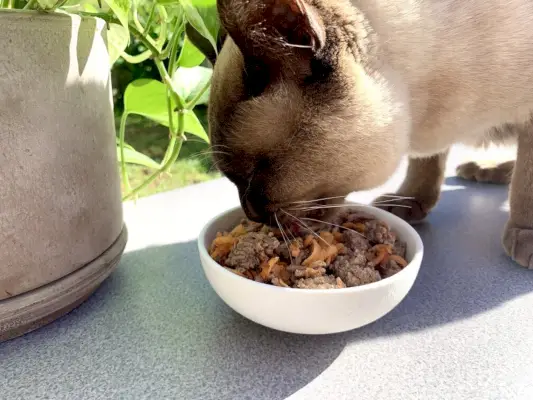 Birmas kaķis ēd mājās gatavotu veterinārārsta apstiprinātu liellopu un burkānu barību