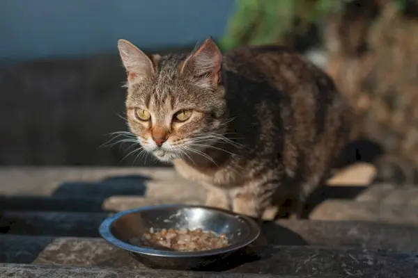 kaķis, kas ēd mājās gatavotu ēdienu