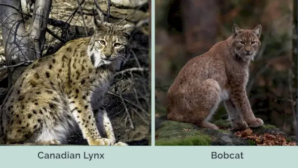 Kanadischer Luchs gegen Rotluchs