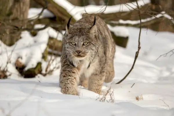 Kanadischer Luchs läuft im Schnee