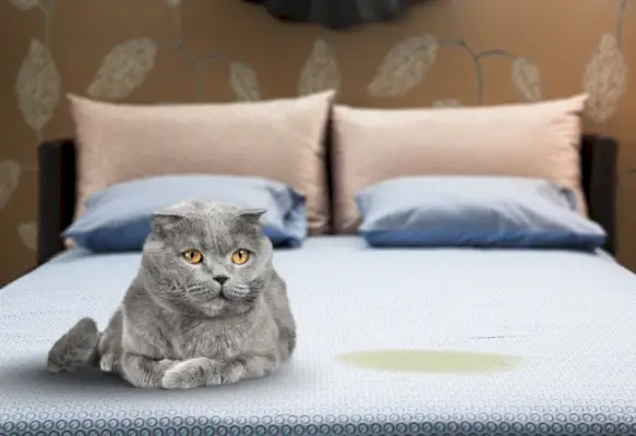 gatto seduto vicino al punto bagnato nel letto