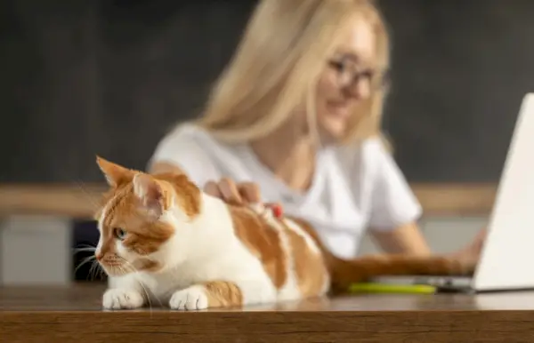 mladá žena, ktorá pracuje na notebooku a hladí mačku v kancelárii