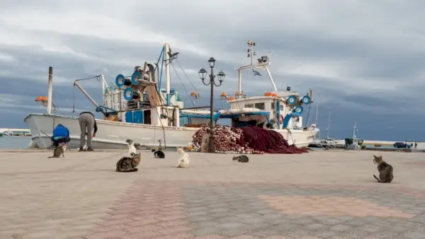 balıkçı teknesinin yanındaki kediler