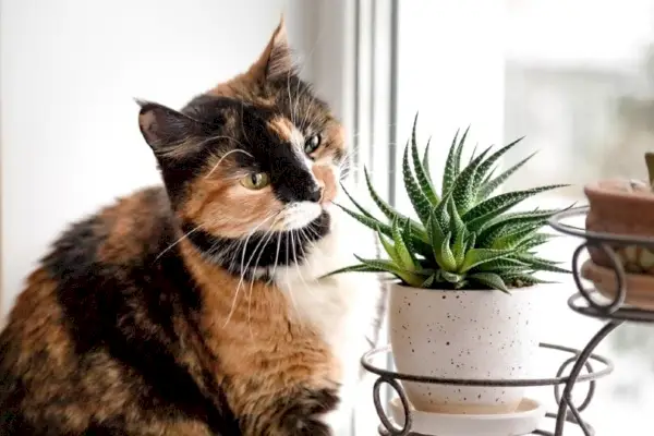 katt med sukkulent plante ved vinduet